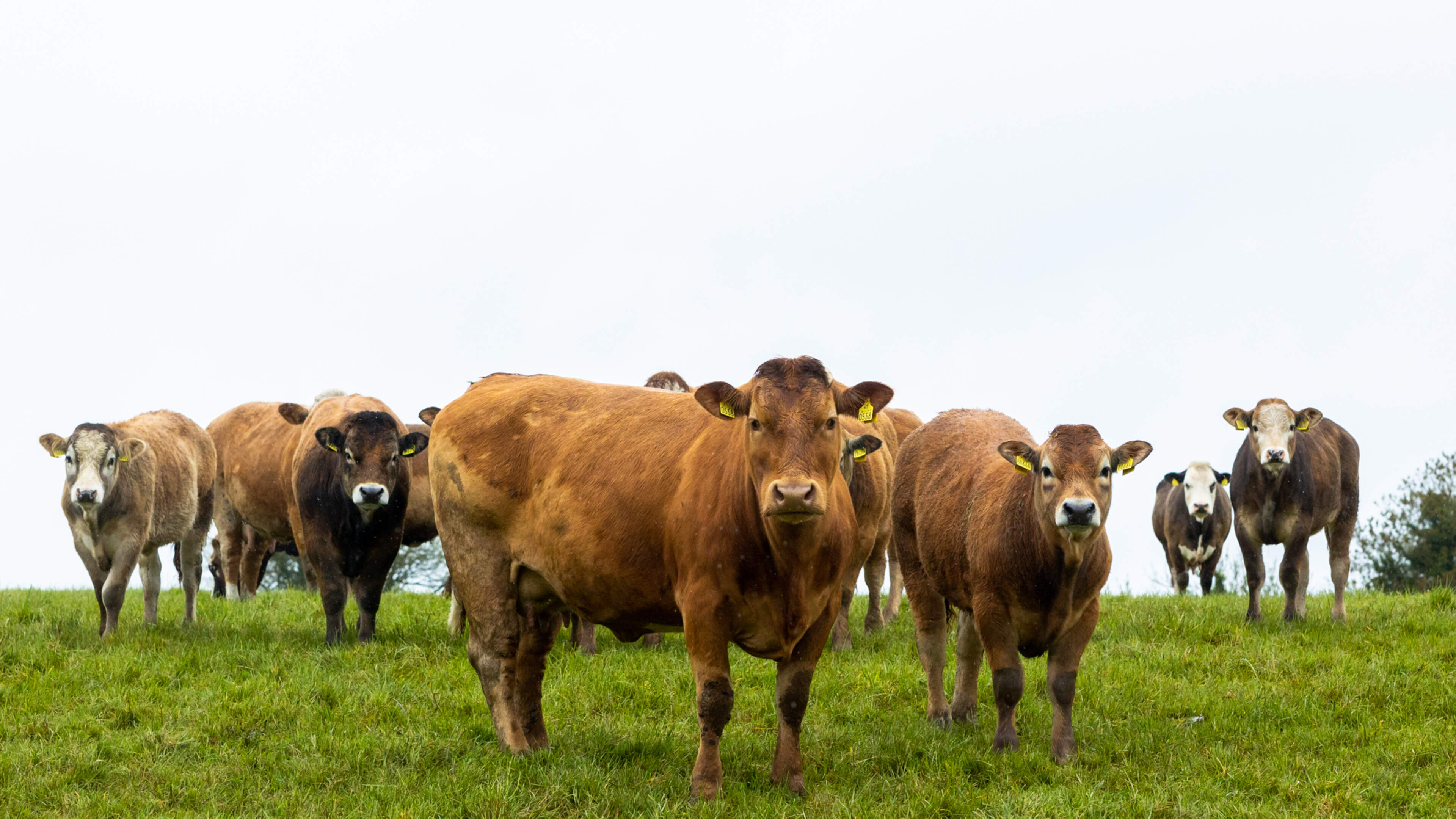 Budget 2027: TB compensation to rise to €3,500 and succession tax credit set to double